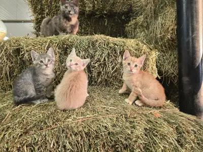 Cute Country Kittens, View more