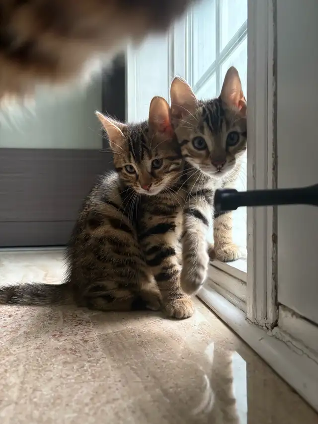 Mixed Bengal kittens in Cats & Kittens for Rehoming in City of Montréal - Image 3