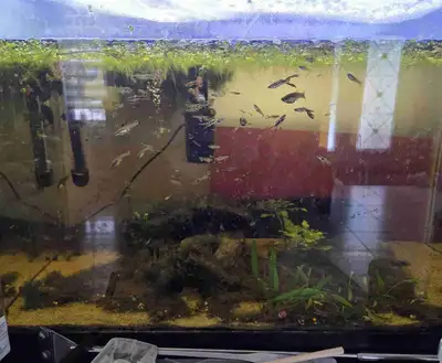 Baby Guppies, View more