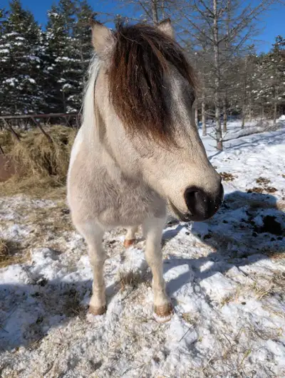 ponette bicolore, View more