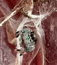 Jumping spiders (juvenile) 