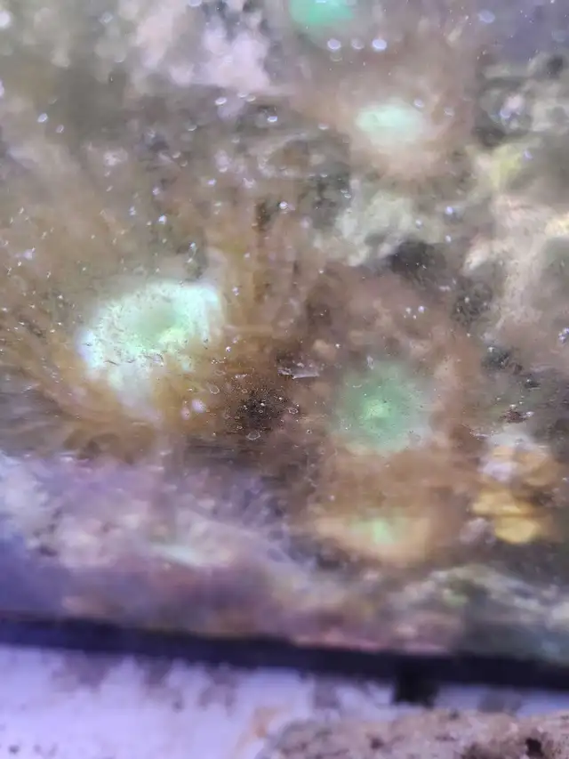 Bornemans Anemone in Fish for Rehoming in Brantford - Image 2