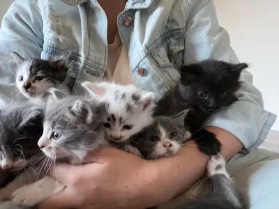 Ready to go kittens!, View more