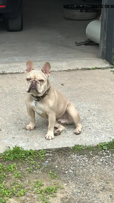 Bulldog  Français , View more