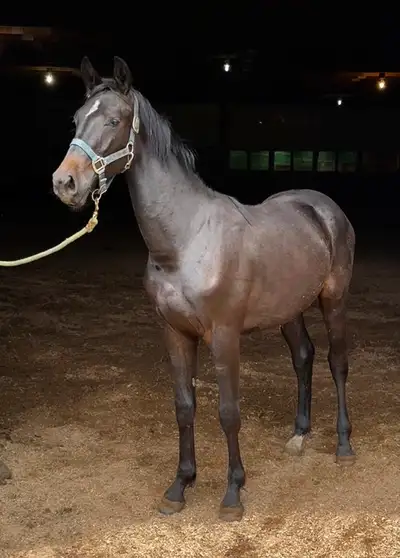 Registered TALL Canadian Warmblood gelding, View more