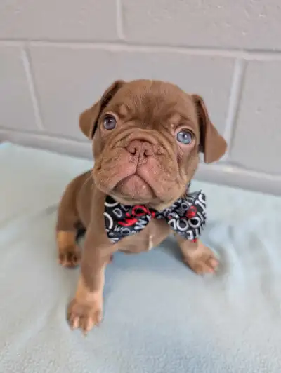 Bouledogue Français Chiots, View more
