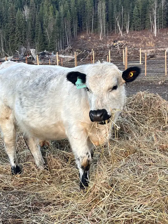 pure bred speckle park yearling bull in Livestock in Quesnel - Image 6