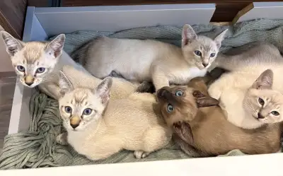 ❤️Adorables chatons siamois prêts à être adoptés❤️, View more
