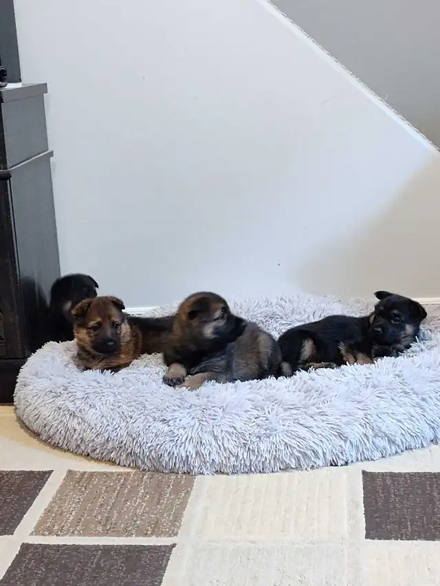 German shepherd puppies in Dogs & Puppies for Rehoming in Guelph - Image 6