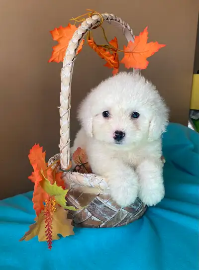 Bichon frise pups, View more