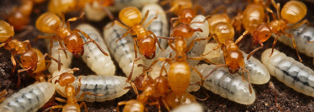Ant Queens | Legal Roaches | Nid de Fourmis + Equipments dans Autre  à Ville de Québec - Image 3