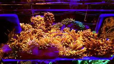 Grab them before they’re gone ! The brightest anemones in the hobby by far ! Coral frags, reef, salt...