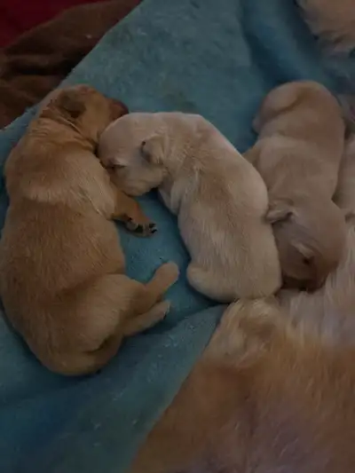 We have 1 male golden retriever puppy for adoption. They come with first round of shots and dewormin...