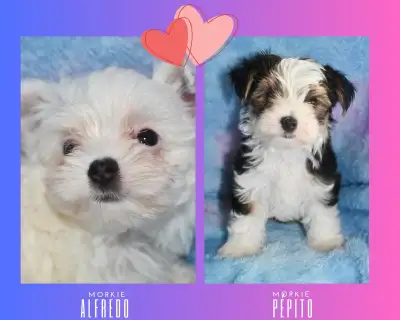 2 magnifiques mâles Morkie  11 semaines  NÉGOCIABLE, View more