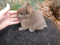 Bébé lapin nain néerlandais *baby Netherland dwarf bunny rabbit