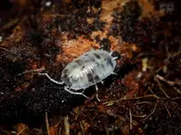 Dairy Cow Isopods 