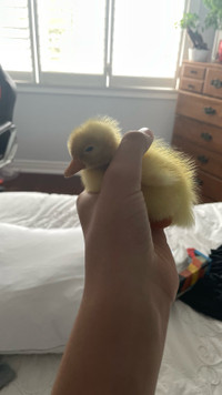 Baby Pekin ducks for sale 