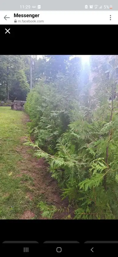 Eastern white cedar hedging trees for sale. 32$ each- includes delivery and planting We supply to nu...