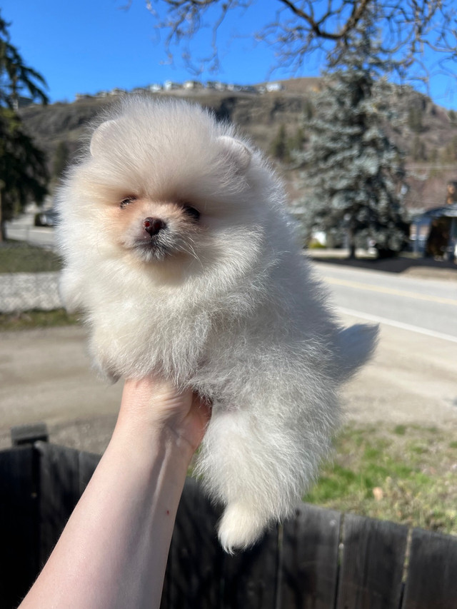 Pomeranian girl! Type teddy bear in Dogs & Puppies for Rehoming in Vernon - Image 4