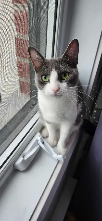 Chatte de 1 ans et demi vacciner et vermifuger super social adore jouer mais ne va pas dehors et ell...