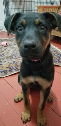 Shepard/Rotti mix - 5 months old with ALL SHOTS COMPLETE