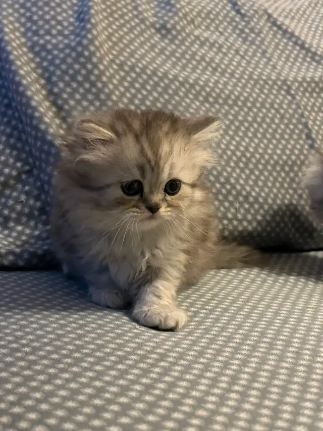Chaton persans chinchilla à vendre !!! in Cats & Kittens for Rehoming in Laval / North Shore - Image 7