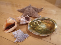 Sea shells and starfish