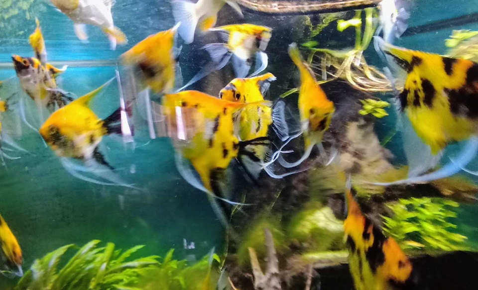 Red devil angels 10 pack. | Fish for Rehoming | Norfolk County | Free ...