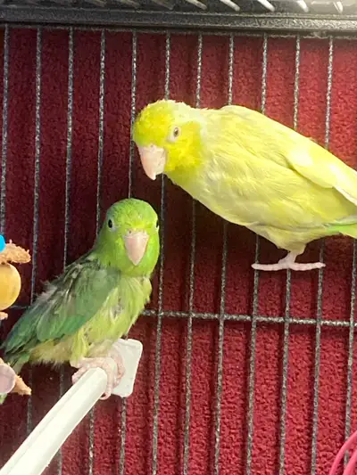 parrotlet pair, View more