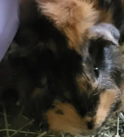 Female guinea pig, View more