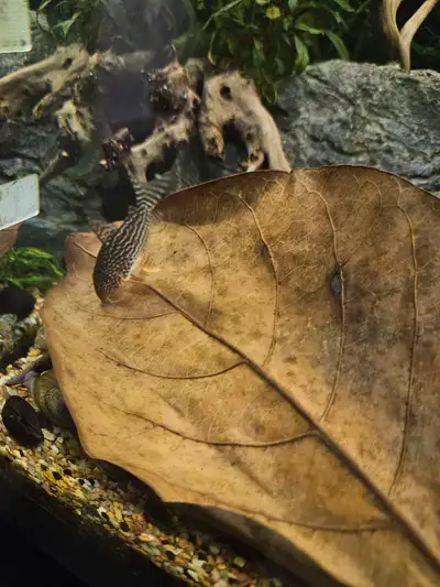 Corydoras Sterbai juvéniles et adultes à vendre ! Ces petits poissons de fond actifs et paisibles so...