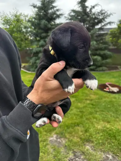 Lab cross pups, View more