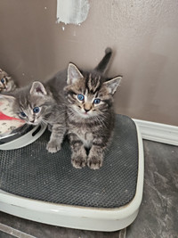 Kittens 4 Sale