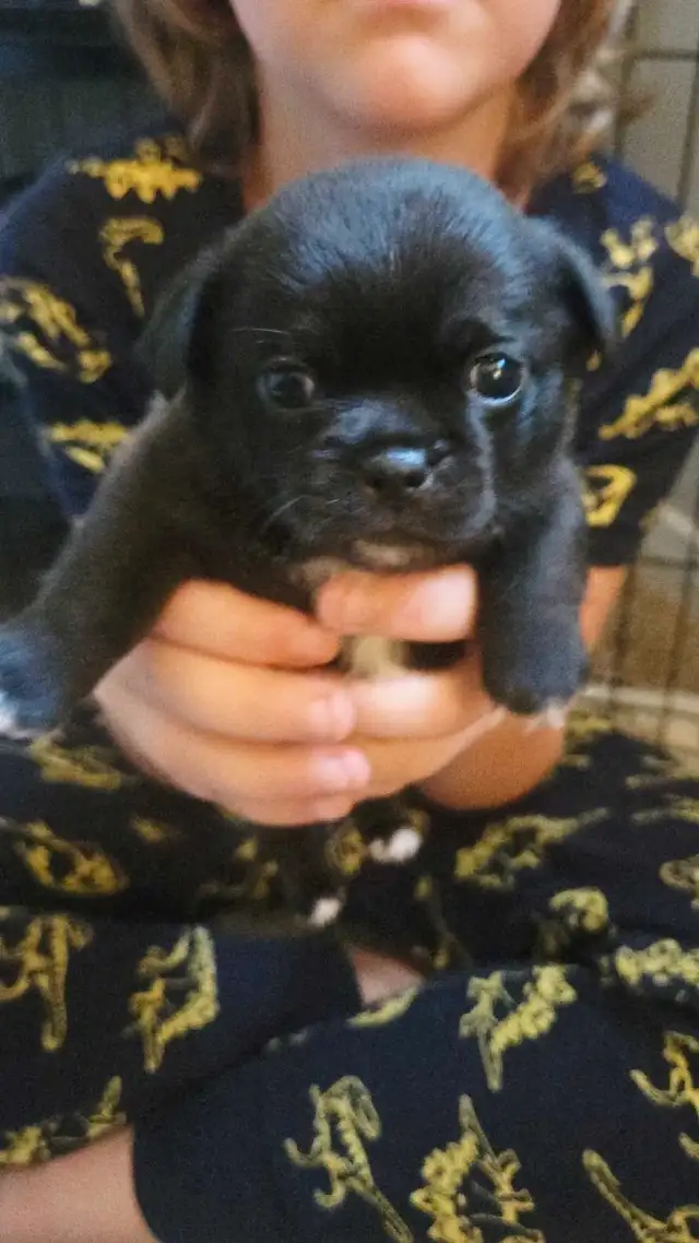 Chihuahua/Pug Puppies  in Dogs & Puppies for Rehoming in Chatham-Kent - Image 3