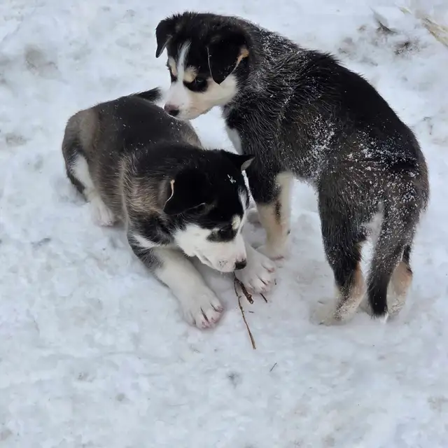 Husky Bernese/Shepherd Puppies in Dogs & Puppies for Rehoming in City of Toronto - Image 2