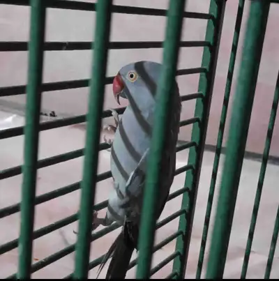 closed banded 2021 Female Grey Indain Ringneck parrot for sale. It's super healthy but not friendly,...