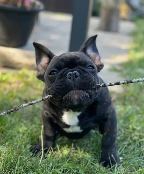 We will be delivering July 29-31st. We have some gorgeous French bulldogs available that will be rea...