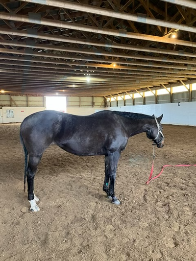 12 year old OTTT Mare for sale, View more