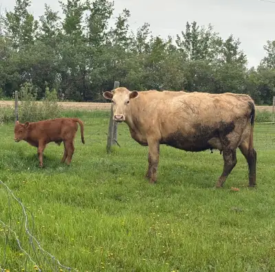Cow Calf Pair, View more
