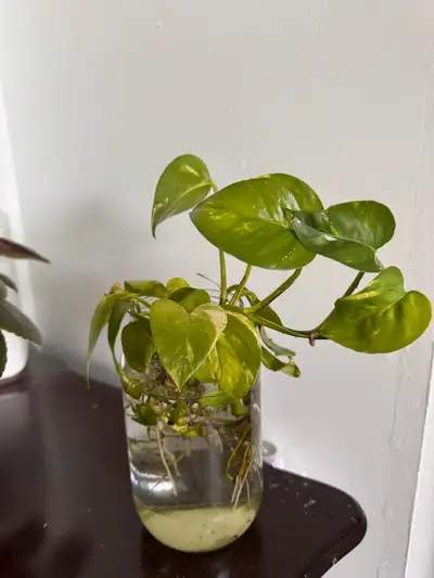 Pothos Cuttings, View more