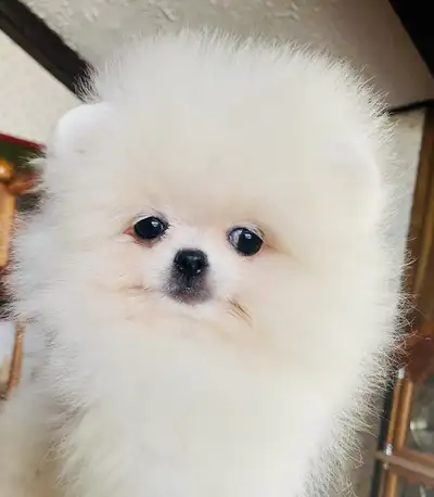 Pomeranian Puppies & Adult Dogs Available – Legit Breeder, View more