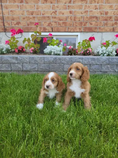 Cockapoo puppies, View more