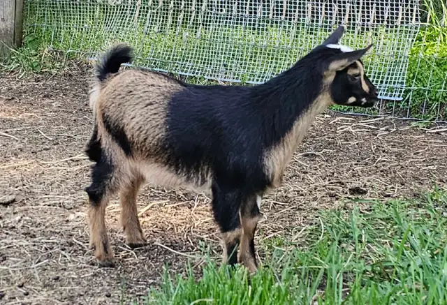 1 Registered ND Doeling left! in Livestock in Vernon - Image 5
