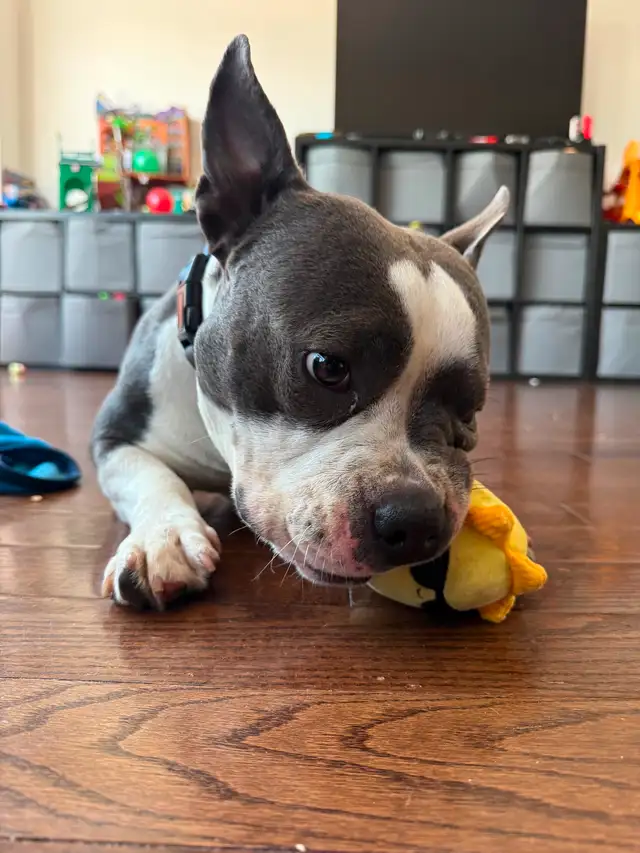 Pocket bulldog in Dogs & Puppies for Rehoming in City of Toronto - Image 2