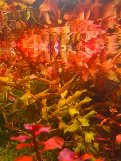 Aquarium Plants Rotala Macrandra Easy fast growing stem plant. Colour can be Green-Orange-Red depend...