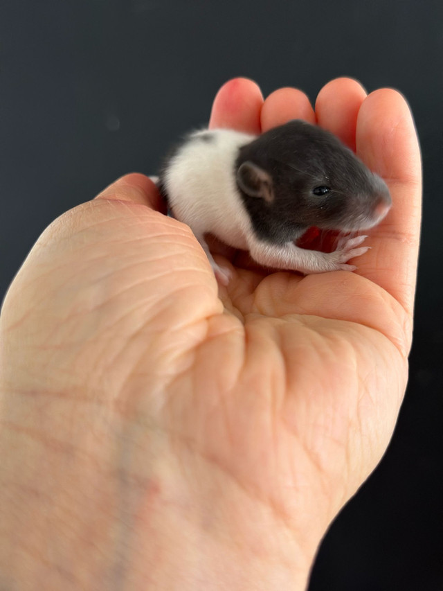 bébés rats dans Petits animaux à adopter  à Ville de Montréal - Image 2