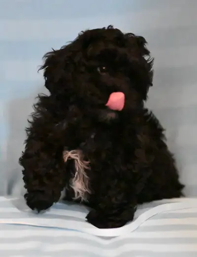 Shih Tzu Poodle Hypo-Allergenic Puppies Waiting to meet you, View more