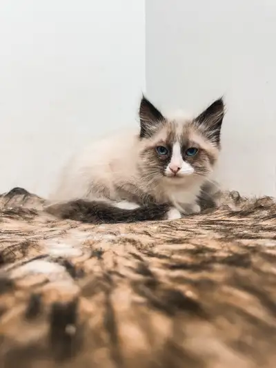 This sweet boy is ready to go! Raised around kids, and other cats. He will come with a kitten pack t...