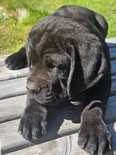 butifull Cane Corso x puppies, View more