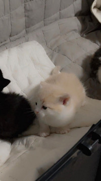 Kittens cats